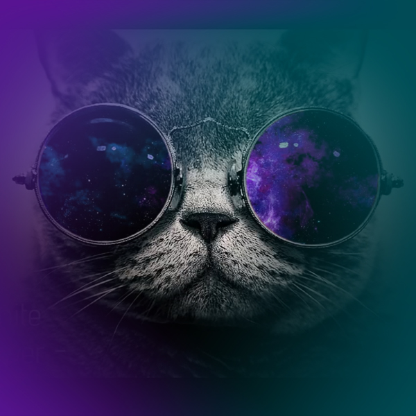 Best-Katzen-Mix-ala-Riccardo